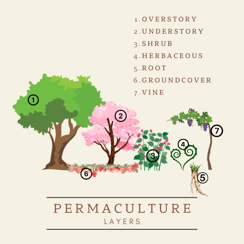 A Brief Intro into Permaculture