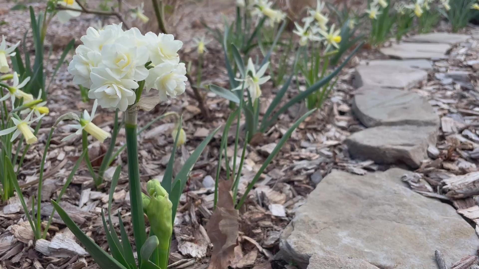 Load video: spring video
