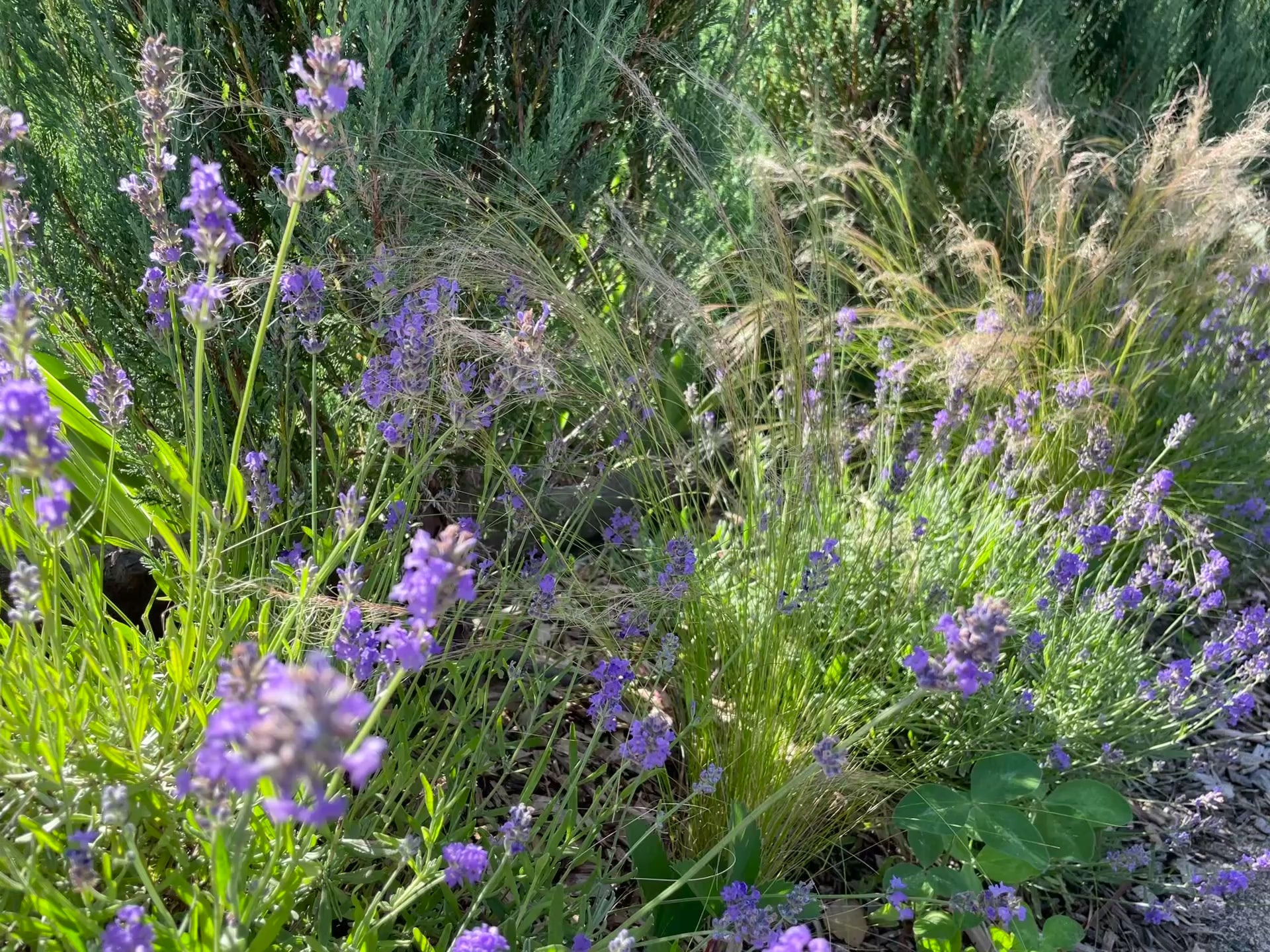 Load video: Video of a permaculture garden by The Roving Root.